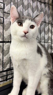 Tam, Baby Domestic Short Hair (short coat), cat for adoption in Oakley, California