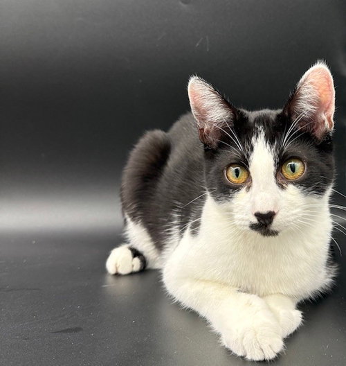 Oscar, Baby Domestic Short Hair (short coat), cat for adoption in Oakley, California