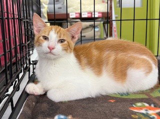 Butterscotch, Baby American Shorthair (short coat), cat for adoption in Oakley, California