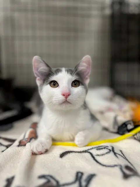 Edith - Domestic Short Hair