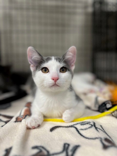 Edith, Baby Domestic Short Hair (short coat), cat for adoption in Oakley, California