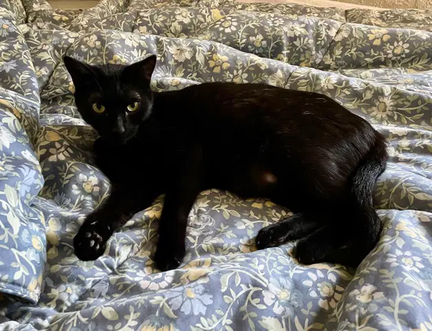 Pansy - Domestic Short Hair