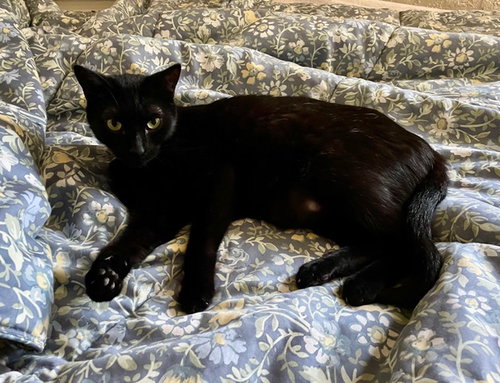 Pansy, Adult Domestic Short Hair / Mixed (short coat), cat for adoption in Oakley, California