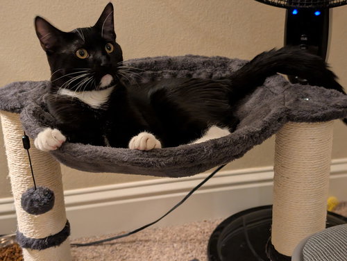 TUXIE, Young Domestic Long Hair / Maine Coon / Mixed (medium coat), cat for adoption in Oakley, California