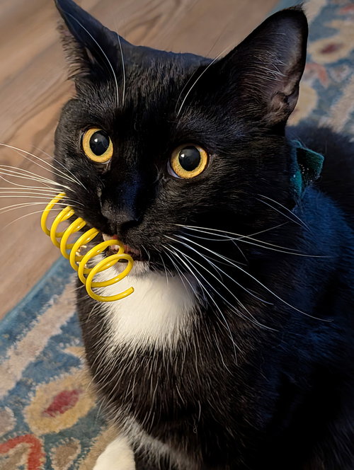 TUXIE, an adoptable Domestic Long Hair in Walnut Creek, CA