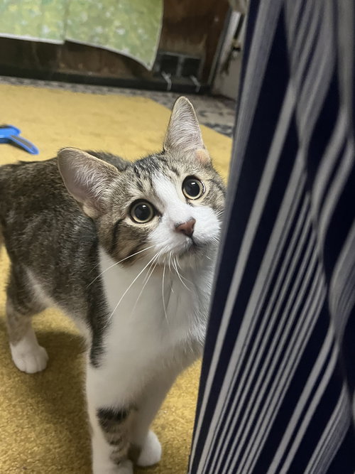 ZION AND ZARA, Young Domestic Short Hair / Tabby / Mixed (short coat), cat for adoption in Oakley, California