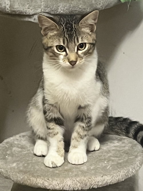 ZARA AND ZION, Young Domestic Short Hair / Tabby / Mixed (short coat), cat for adoption in Oakley, California
