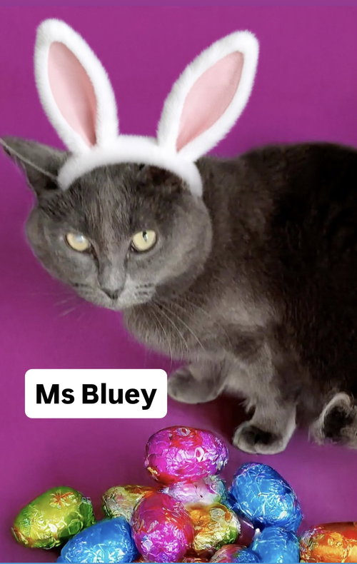Ms Bluey at Martinez Pet Food Express   April 4th, an adoptable Domestic Short Hair in Walnut Creek, CA