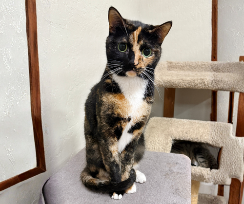 Shanti, Young Calico / Tortoiseshell (short coat), cat for adoption in Oakley, California