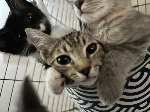 Chocolate Chips and Stripes, Baby Tuxedo / Tabby (short coat), cat for adoption in Oakley, California