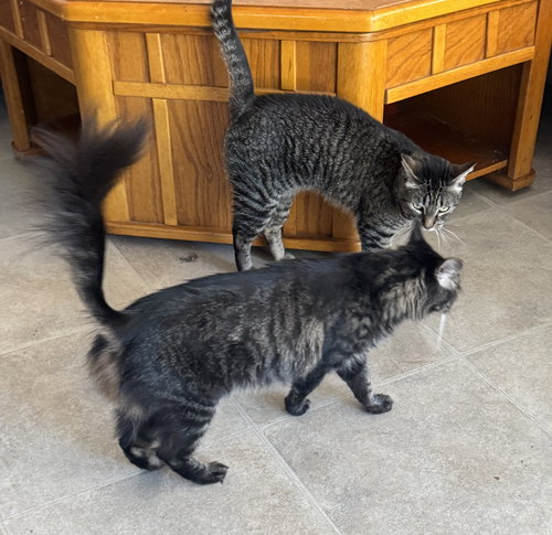 Agnus and KK, Adult Maine Coon / Tabby (medium coat), cat for adoption in Oakley, California