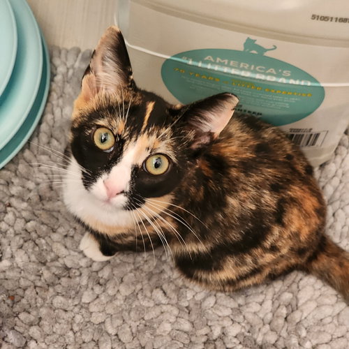 Rocky & Ripple, Baby Calico (short coat), cat for adoption in Oakley, California