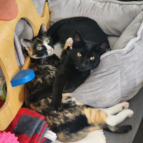 Photo 2 of Rocky & Ripple