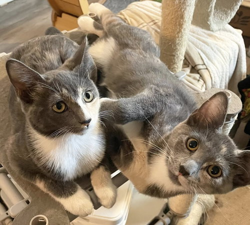 CHER and Dionne, Baby Domestic Short Hair / Dilute Tortoiseshell (short coat), cat for adoption in Oakley, California