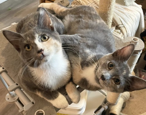 DIONNE and Cher, Baby Domestic Short Hair / Dilute Tortoiseshell (short coat), cat for adoption in Oakley, California