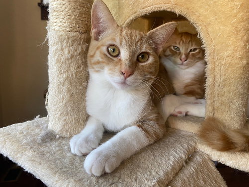 Sig, Young Domestic Short Hair (short coat), cat for adoption in Oakley, California