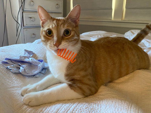 Sig, Young Domestic Short Hair (short coat), cat for adoption in San Rafael, California