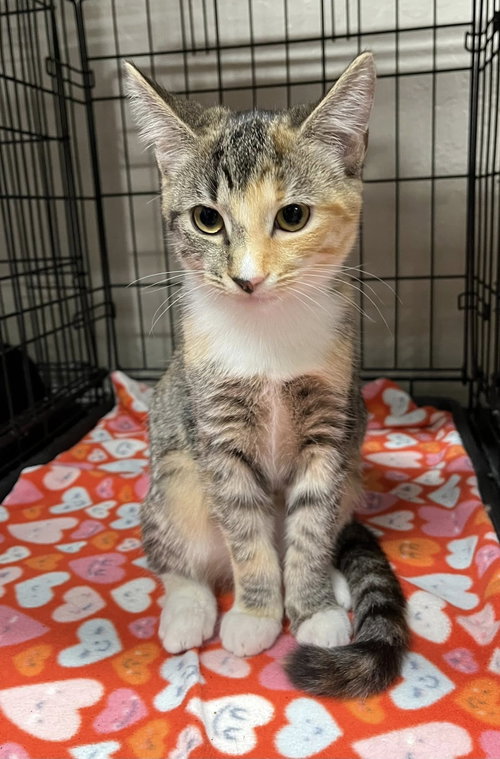 Photo 6 of Tina