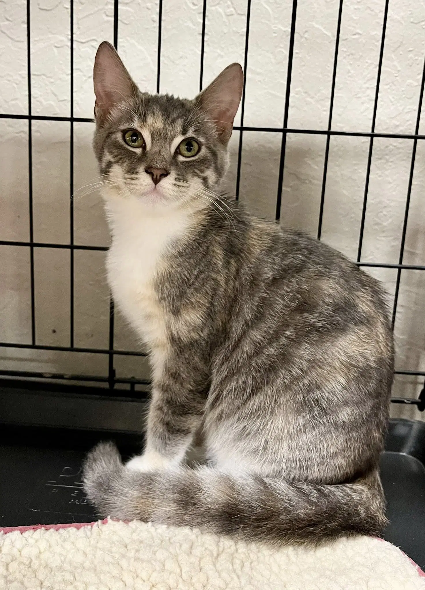 Whitney - Torbie