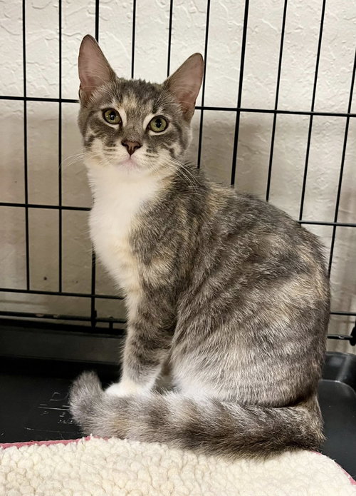 Whitney, Baby Torbie / Domestic Short Hair (short coat), cat for adoption in Oakley, California
