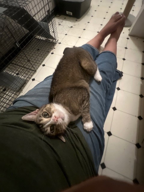 CeCe, Senior Tabby / Domestic Short Hair / Mixed (short coat), cat for adoption in Oakley, California