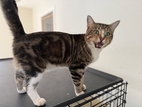 JOEY, Adult Domestic Short Hair (short coat), cat for adoption in Oakley, California