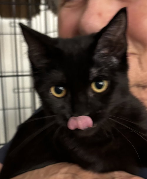 Moonlight, Young Domestic Short Hair / Angora (short coat), cat for adoption in Oakley, California