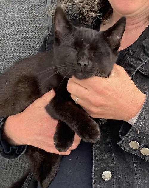 Photo 4 of Panther & Pepper