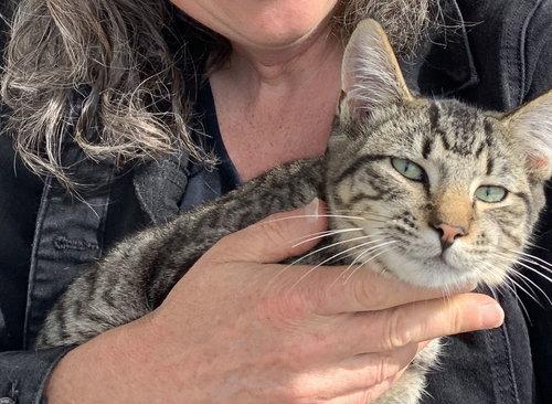 Pepper & Panther, Young Tabby (short coat), cat for adoption in Oakley, California