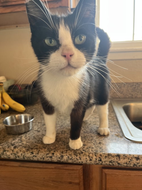 Nicholas, Adult Tuxedo / Domestic Short Hair / Mixed (short coat), cat for adoption in Oakley, California