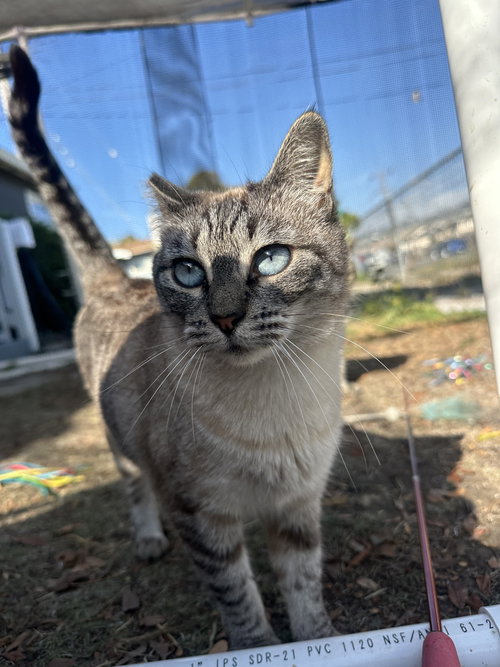 Lilly Bean, Adult Siamese / Domestic Short Hair / Mixed (short coat), cat for adoption in Oakley, California