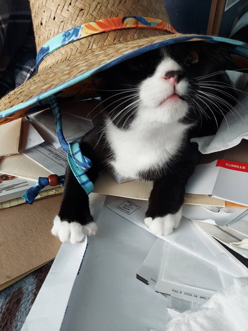 Charlotte, an adoptable Tuxedo in Walnut Creek, CA