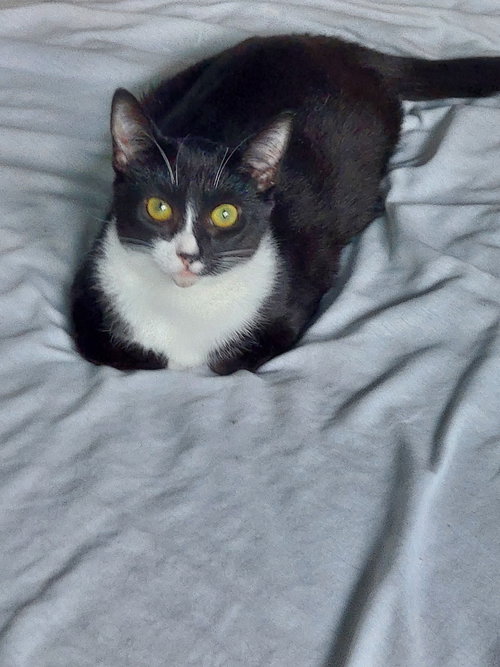 Charlotte, Adult Tuxedo (short coat), cat for adoption in San Rafael, California