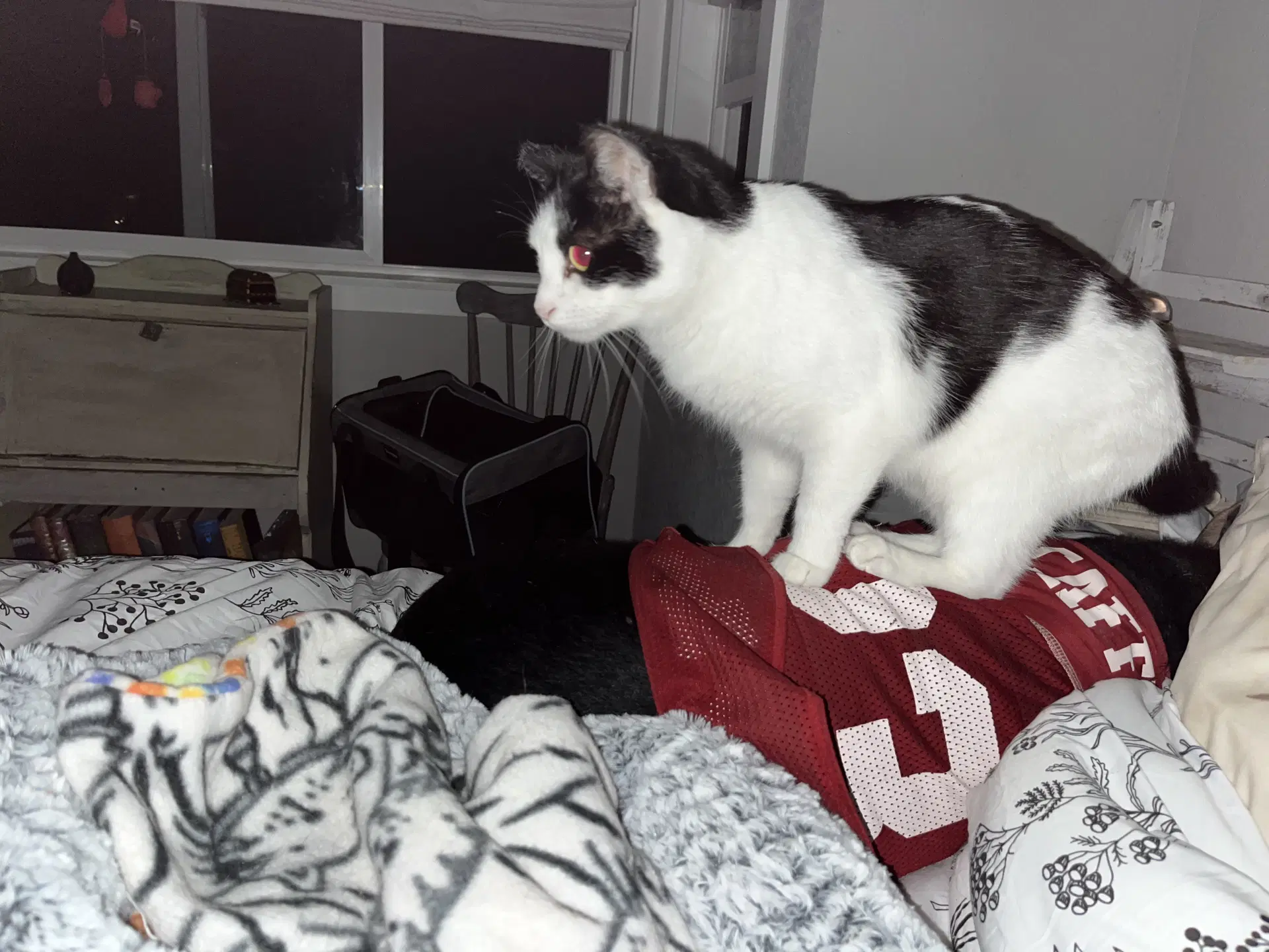 Kitty Kitty image 3