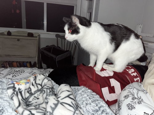 Photo 3 of KITTY KITTY