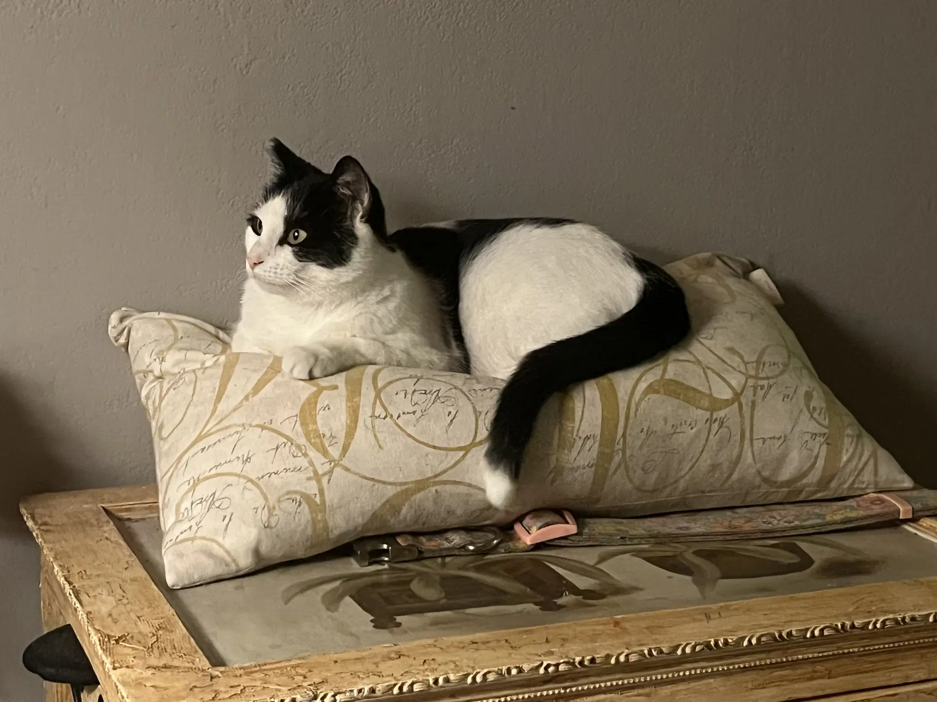 Kitty Kitty - Domestic Short Hair