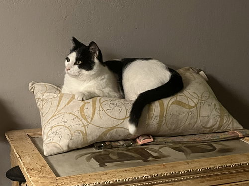 KITTY KITTY, Baby Domestic Short Hair (short coat), cat for adoption in Oakley, California