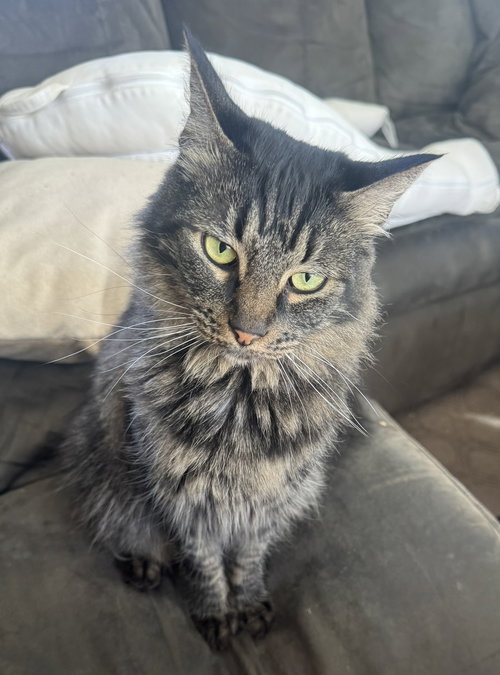 Agnus, Adult Domestic Medium Hair / Tabby (medium coat), cat for adoption in Oakley, California