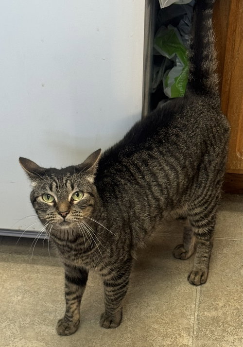 KK, Adult Domestic Short Hair / Tabby (short coat), cat for adoption in Oakley, California