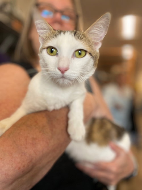 Carmel & Salt, Baby Domestic Short Hair (short coat), cat for adoption in Oakley, California