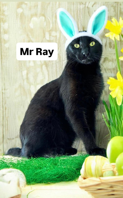 Mr Ray at Martinez Pet Food Express April 25th, Young Domestic Short Hair (short coat), cat for adoption in Oakley, California