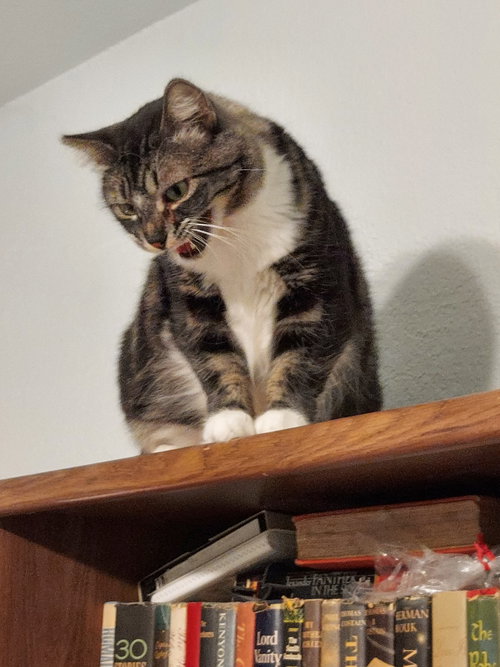 Emerald, Adult Domestic Short Hair / Tabby (medium coat), cat for adoption in Oakley, California