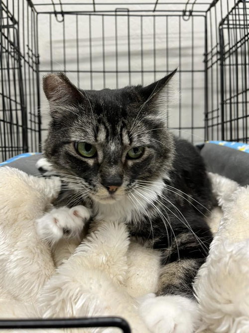 Emerald, an adoptable Domestic Medium Hair in Walnut Creek, CA