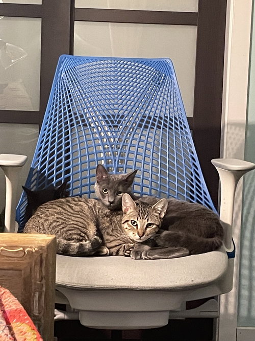 Sprig & Loki, Young Russian Blue / Tabby (short coat), cat for adoption in Oakley, California