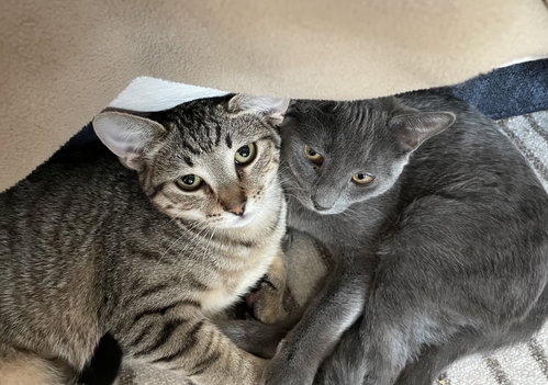 Photo 3 of Sprig & Loki