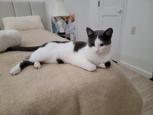 Ollie, Young Domestic Short Hair / Mixed (short coat), cat for adoption in Oakley, California