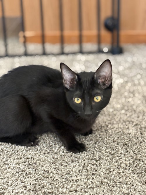 DONNY, Baby Domestic Short Hair (short coat), cat for adoption in Oakley, California