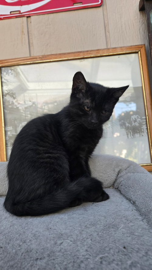 RAVEN, an adoptable Domestic Short Hair in Walnut Creek, CA