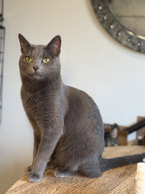CORDELIA, Young Domestic Short Hair (short coat), cat for adoption in Oakley, California