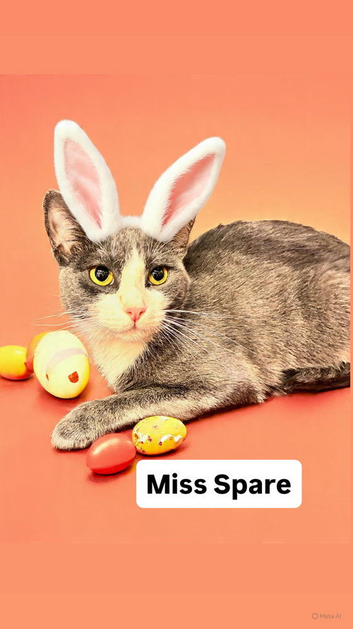 Miss Spare at Martinez Pet Food Express  April 25, Young Domestic Short Hair (short coat), cat for adoption in Oakley, California